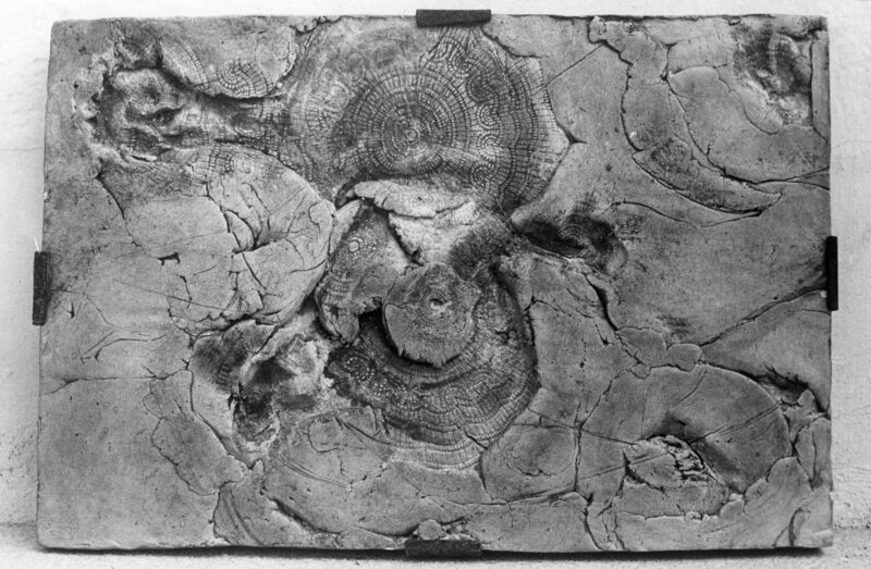 צילום, עידית עדי (1974), עידית עדי, תערוכת יחיד, Galeria Intercontinental (Rio de Janeiro), 1974, Galeria Intercontinental - 1974 - עידית עדי - שחור לבן 001.jpg