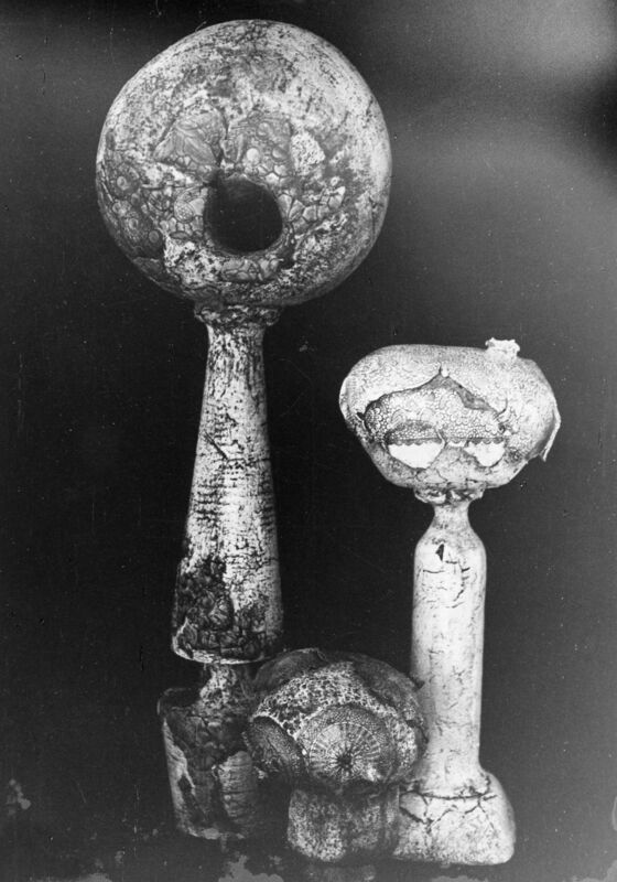 צילום, תערוכת קרמיקה (1970), עידית עדי, תערוכת יחיד, גלריה על שם צ'מרינסקי (תל אביב), 1970, גלריה צמרינסקי - 1970 - עידית עדי -  012.jpg