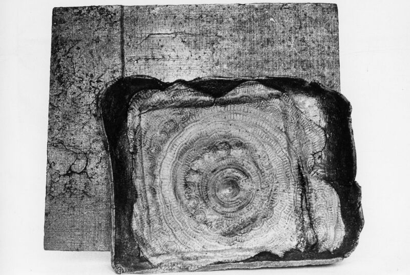 צילום, עידית עדי (1974), עידית עדי, תערוכת יחיד, Galeria Intercontinental (Rio de Janeiro), 1974, Galeria Intercontinental - 1974 - עידית עדי - שחור לבן 014.jpg